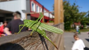DSC_0750.JPG
