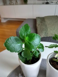IMG_20170923_115706.jpg