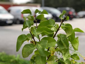 IMG_0002.jpg