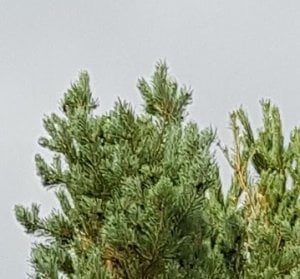 trees_s8plus.jpg