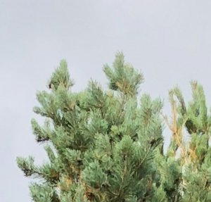 trees_iphone8plus.jpg