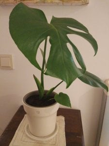 IMG_20171010_213001.jpg