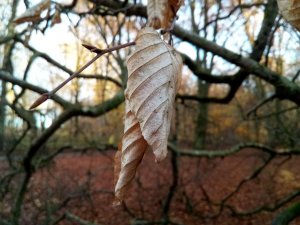 IMG_20171107_144958.jpg