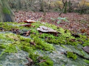 IMG_20171107_144156.jpg