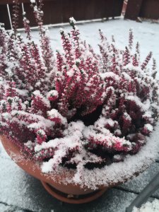 IMG_20171216_083111.jpg