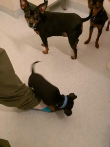 IMG_20171217_191922.jpg