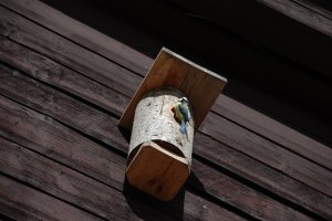 DSC_0513.JPG