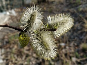 IMG_20180425_165029_Bokeh.jpg