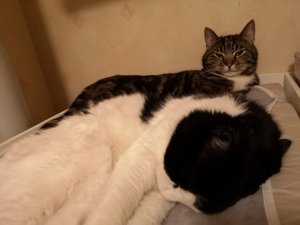 IMG_20180427_211849.jpg
