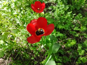IMG_20180509_132548.jpg