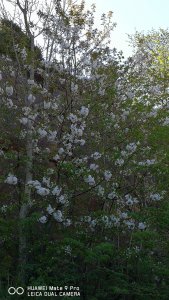 IMG_20180512_095916.jpg