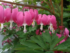 IMG_20180513_171734.jpg