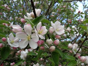 IMG_20180513_172316.jpg