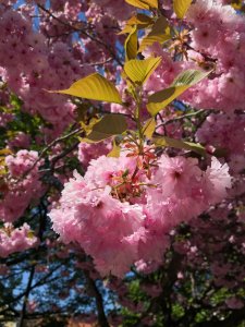 IMG_20180514_125225.jpg