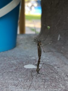 IMG_20180518_200852.jpg