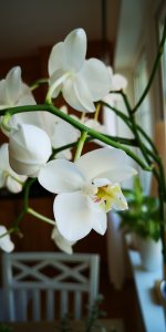 IMG_20180519_080354.jpg
