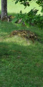 IMG_20180525_150238.jpg