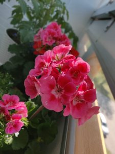 IMG_20180526_111418_Bokeh.jpg