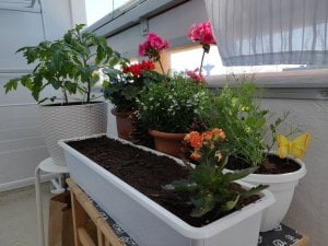 IMG_20180526_111320.jpg