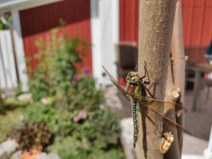 IMG_20180527_141008.jpg