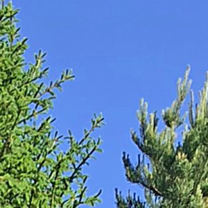 op6_IMG_20180529_084350-CROP.jpg
