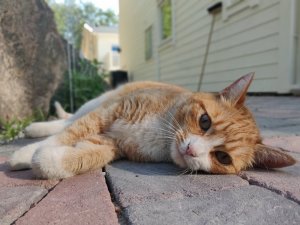 IMG_20180530_080734_Bokeh.jpg
