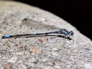 IMG_20180531_001520.jpg