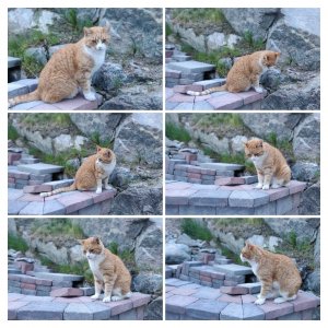 IMG_20180601_183520_Bokeh-COLLAGE.jpg