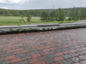 IMG_20180603_181315.jpg