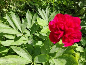 IMG_20180602_121748.jpg