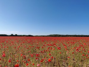 IMG_20180602_162201.jpg