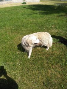 IMG_20180608_151327.jpg