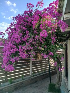 IMG_20180620_191451.jpg