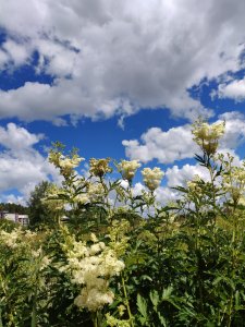 IMG_20180630_123916.jpg