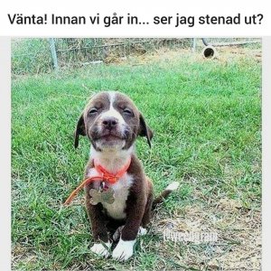 FB_IMG_1531255668539.jpg