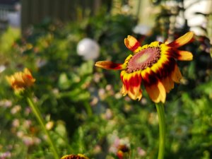 IMG_20180714_194201.jpg