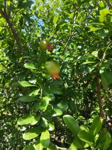 IMG_20180718_145125.jpg