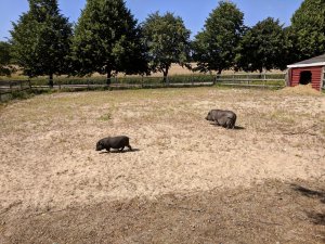 IMG_20180721_144813.jpg