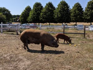 IMG_20180721_145815.jpg