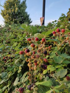 IMG_20180729_205420.jpg