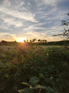 IMG_20180729_205344.jpg