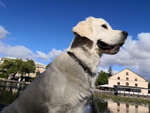 IMG_20180804_093616.jpg
