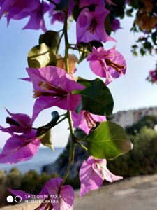 IMG_20180814_193940.jpg