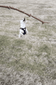 DAE42039-E489-474E-B980-E3ECFA626F68.gif
