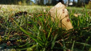 DSC_0039.JPG