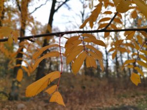 IMG_20181103_103117.jpg