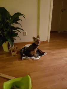 20181227_155406.jpg