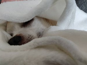 IMG_20181229_101821.jpeg