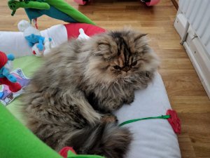 IMG_20181230_110704.jpg