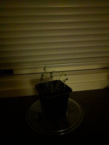 IMG_20190117_054407.jpg